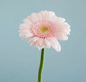CO2 V Vaginal Rejuvenation
